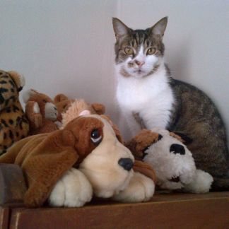 Floss and her soft toys