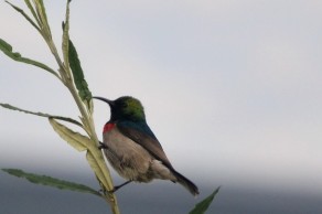A tiny Southern Double- collared Sunbird