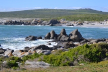 Plankiesbaai is located in the Postberg Flower Reserve section of the West Coast National Park. This is a wonderful picnic spot with a great view of the sea.