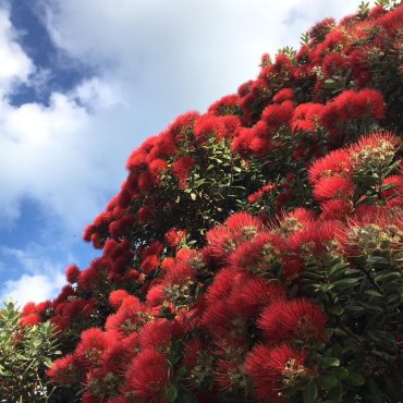 Pohutukawa tree, New Zealand
